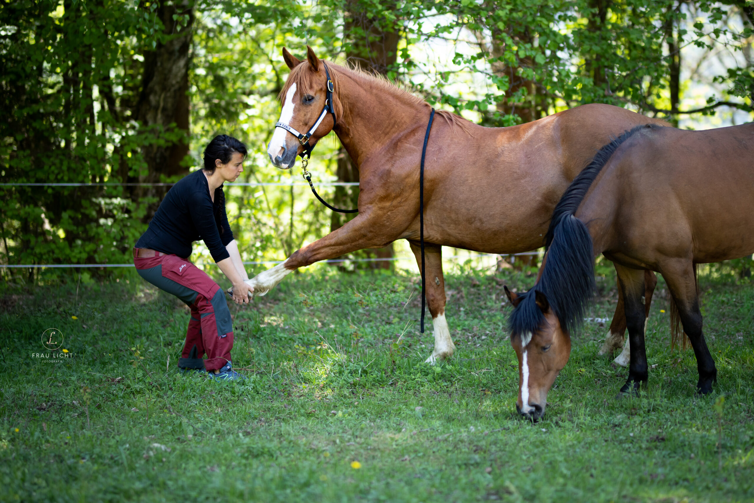 Vanessa Gfrerer mit Pferden bei der Tiertherapie