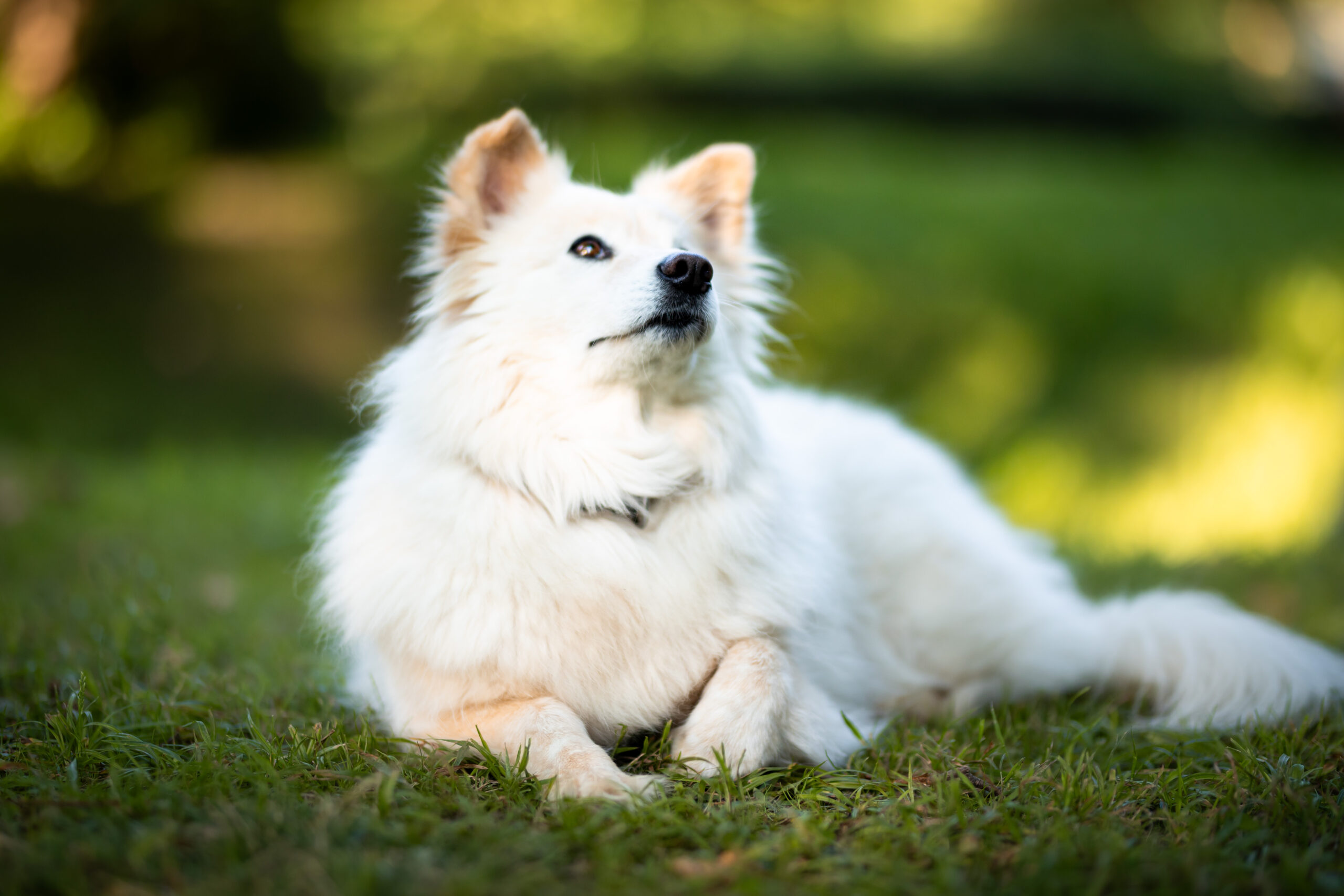 Weißer Hund in der Wiese liegend beim Tierarzt in Villach