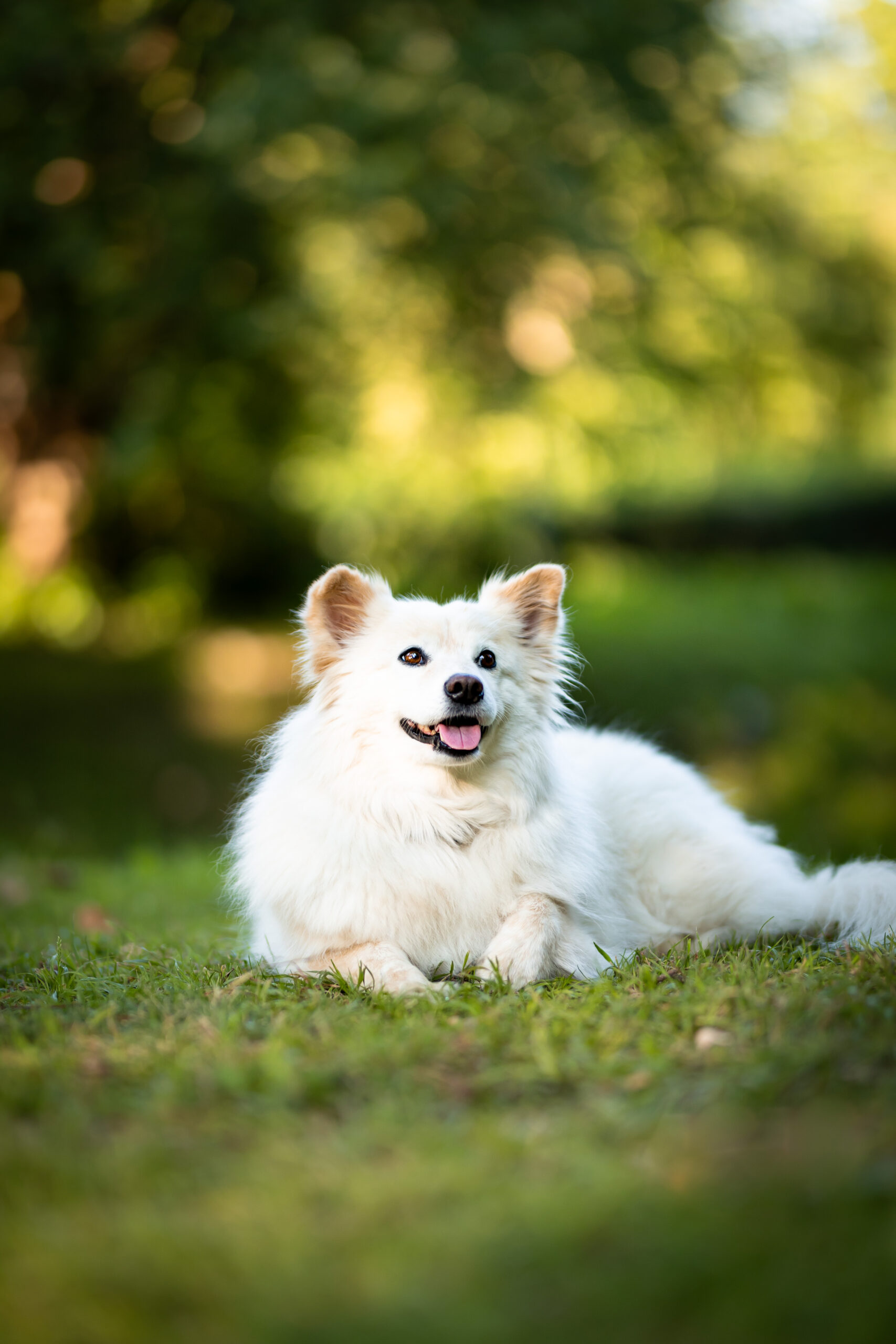 Weißer Hund für Kleintiere