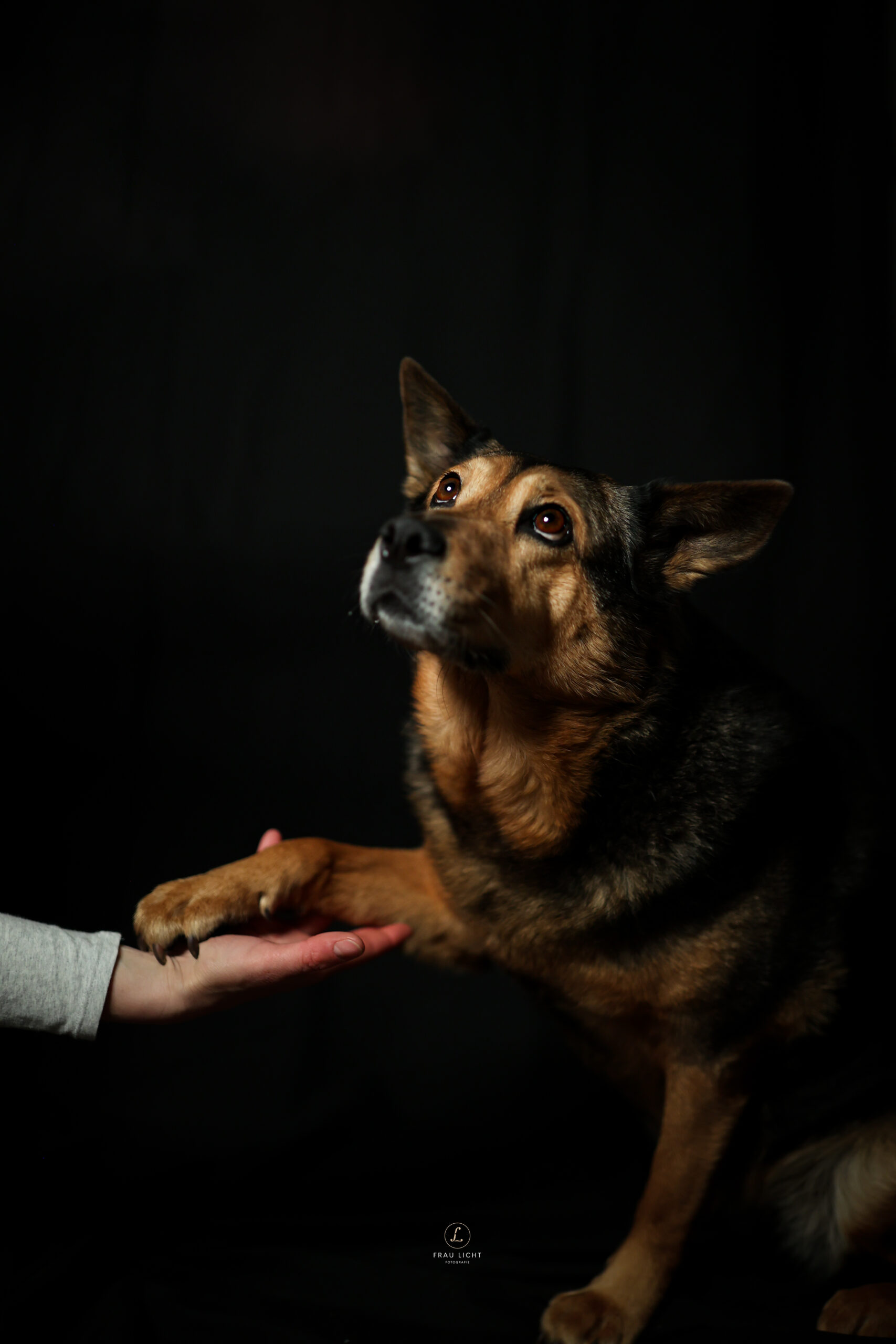 Hund der Pfote gibt für Kleintiere