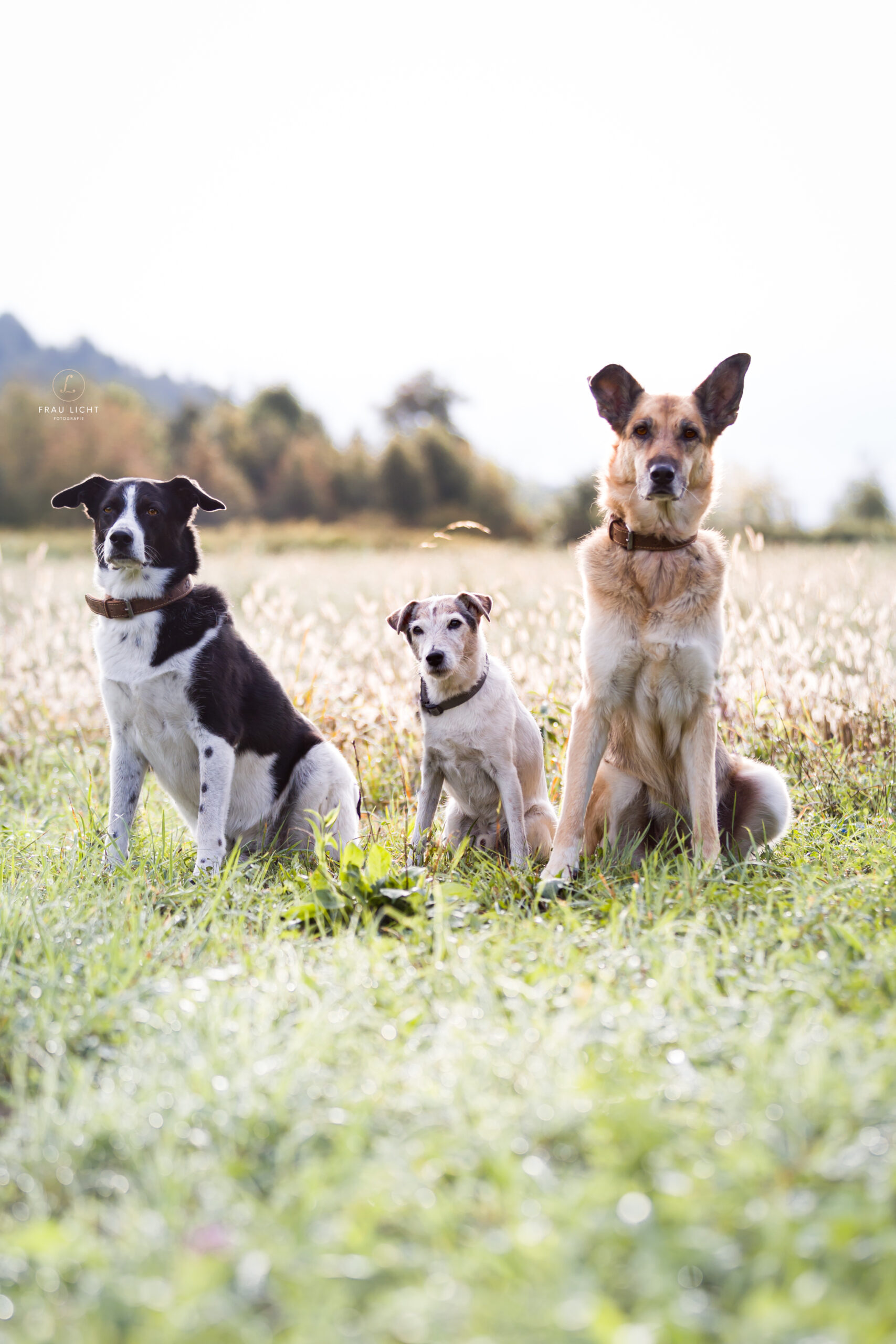 3 Hunde für Kleintiere