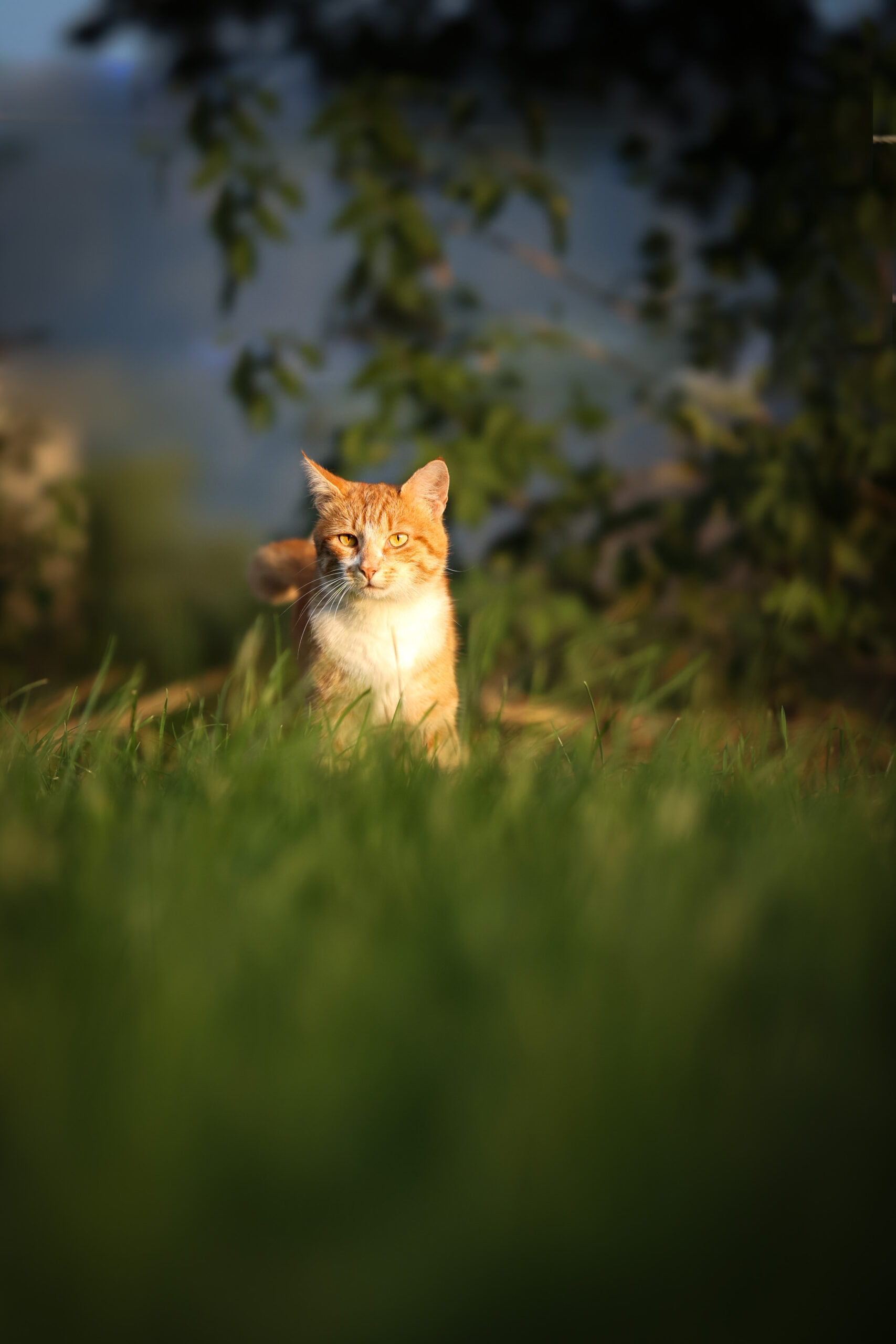 Katze für Kleintiere