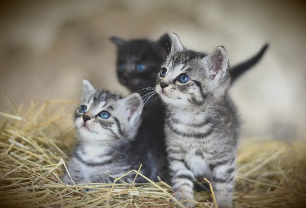 3 Baby Katzen in der Katzenpraxis
