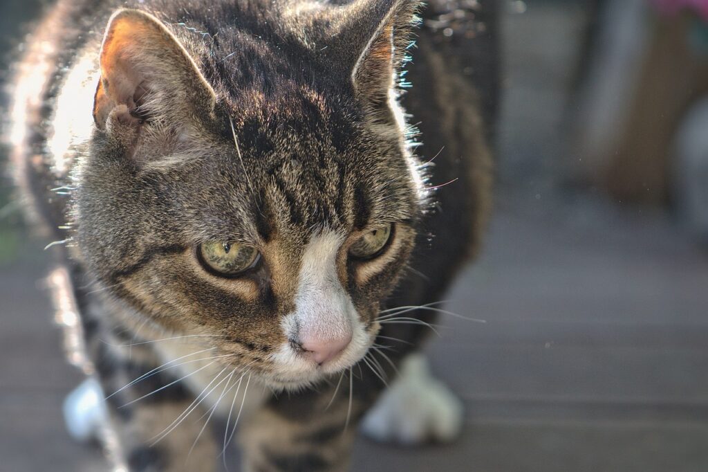 Senior Katze in der Katzenpraxis